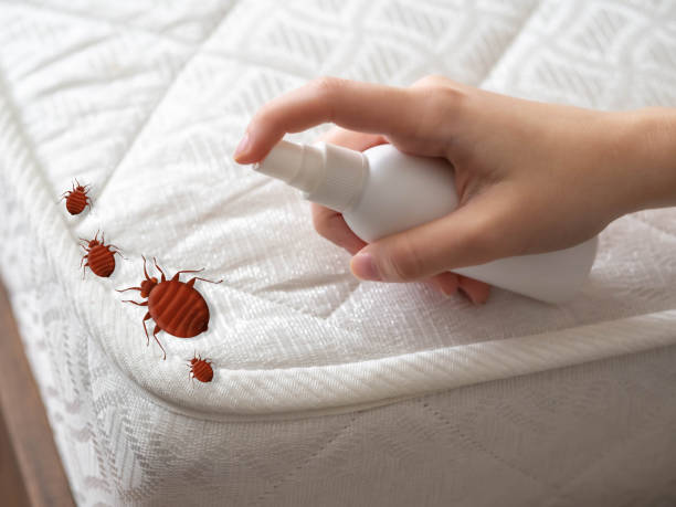 Best Affordable Pest Control Services  in Huntingdon, TN