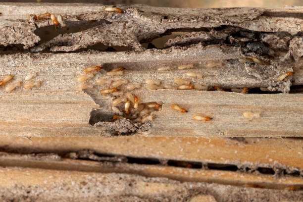 Huntingdon, TN Pest Control Company