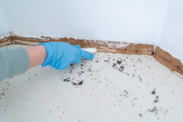 Best Affordable Pest Control Services  in Huntingdon, TN